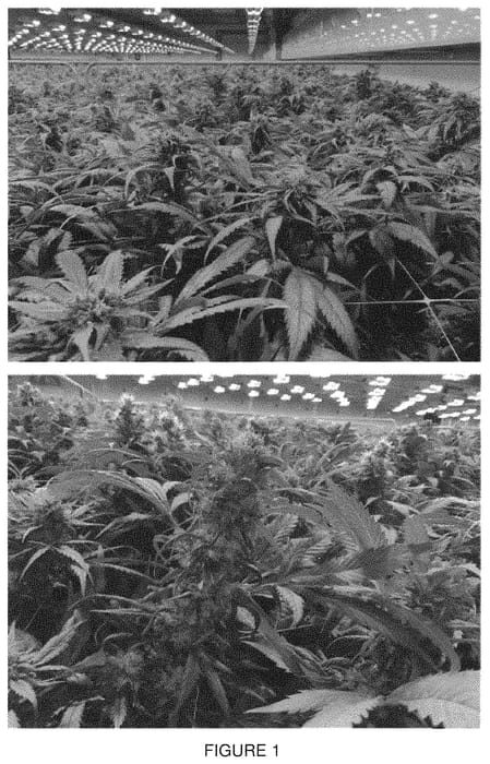 Figure 1 of US plant patent PP33391, the photograph of PG 1 19 0125 0002 printed in the patent.