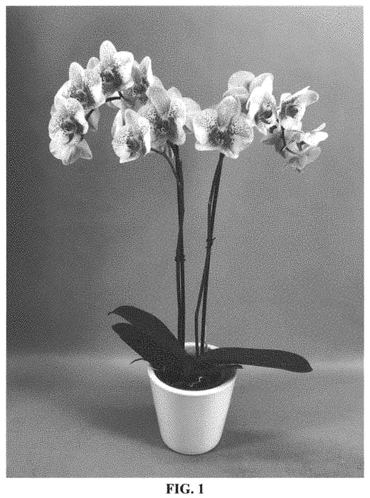 Figure 1 of US plant patent PP33392, the photograph of PHALHODIJ printed in the patent.