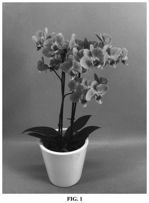 Figure 1 of US plant patent PP33393, the photograph of PHALWALWHO printed in the patent.