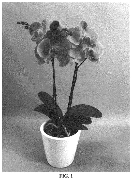 Figure 1 of US plant patent PP33394, the photograph of PHALHOKCO printed in the patent.