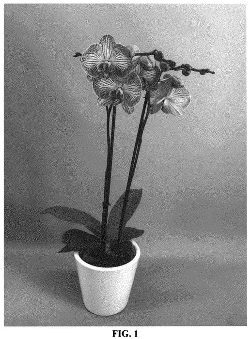 Figure 1 of US plant patent PP33395, the photograph of PHALIEWE printed in the patent.