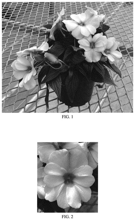 Figure 1 of US plant patent PP33396, the photograph of Balcloapl printed in the patent.
