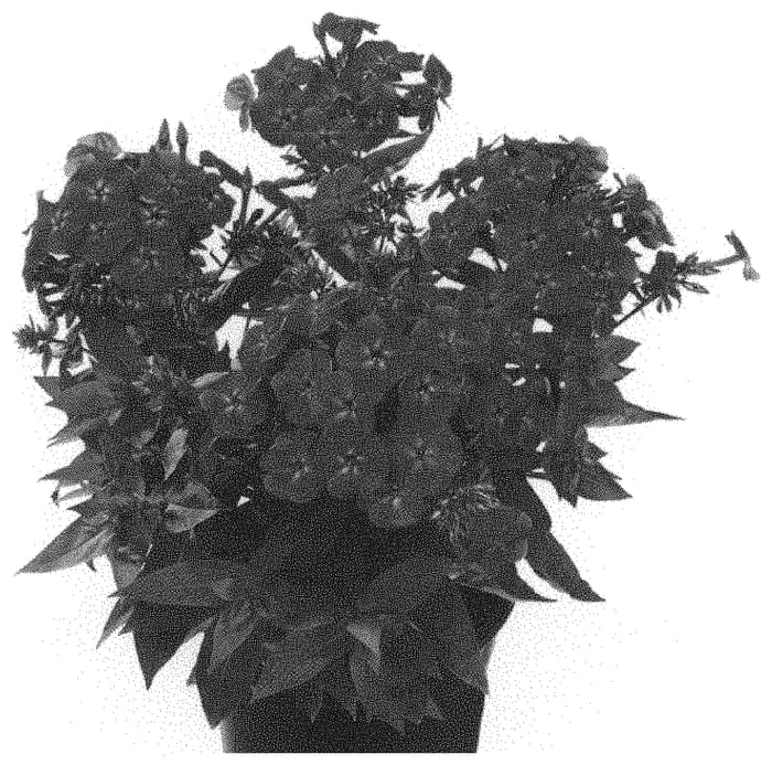 Figure 1 of US plant patent PP33397, the photograph of Dophlflama printed in the patent.