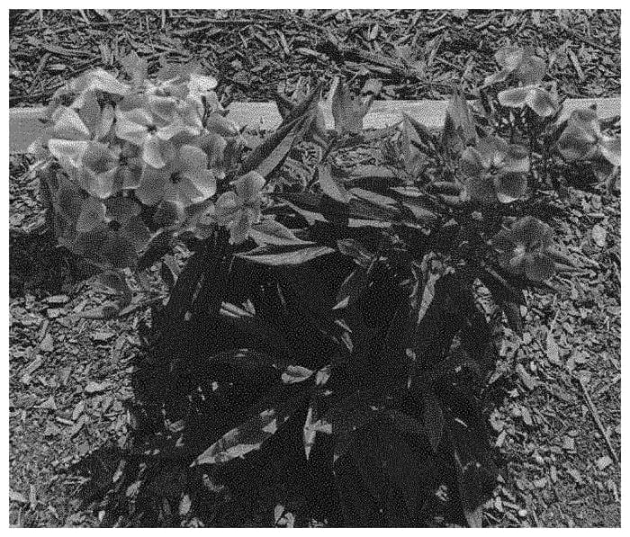 Figure 1 of US plant patent PP33398, the photograph of Dophlflaproli printed in the patent.
