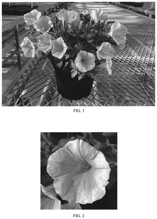 Figure 1 of US plant patent PP33399, the photograph of Balcannell printed in the patent.