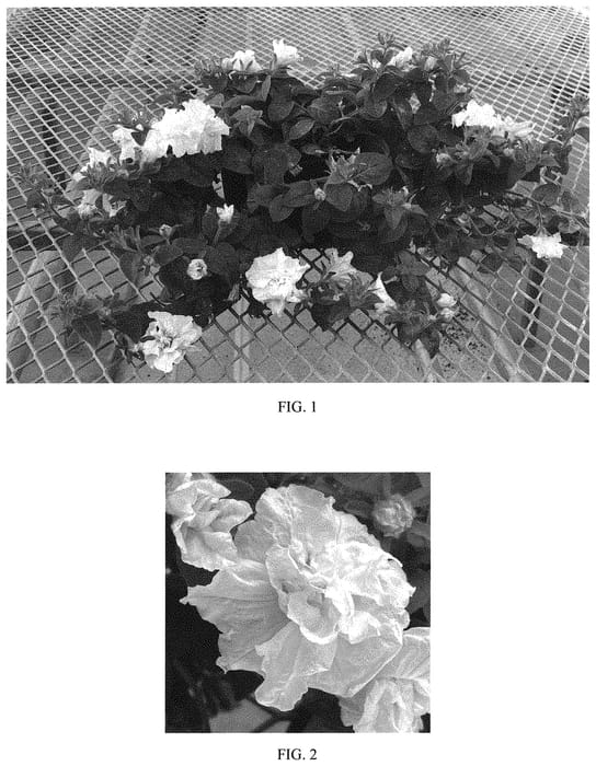 Figure 1 of US plant patent PP33400, the photograph of Balvogite printed in the patent.