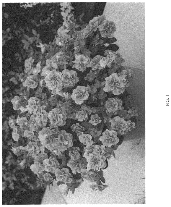 Figure 1 of US plant patent PP33401, the photograph of KERSUCAN printed in the patent.