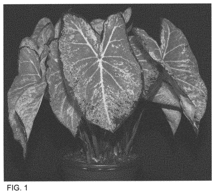 Figure 1 of US plant patent PP33402, the photograph of PCL 1522-50 printed in the patent.