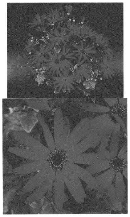 Figure 1 of US plant patent PP33403, the photograph of Sene Sirohyaku printed in the patent.