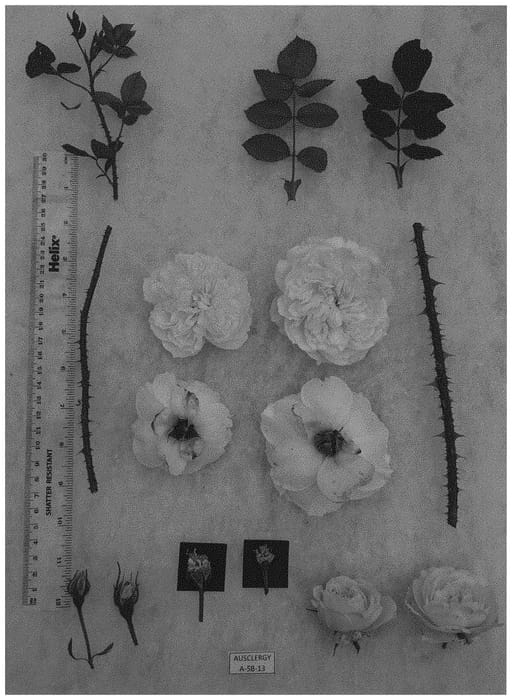 Figure 1 of US plant patent PP33404, the photograph of AUSclergy printed in the patent.