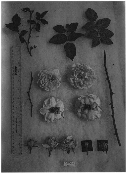 Figure 1 of US plant patent PP33405, the photograph of AUSraveloe printed in the patent.