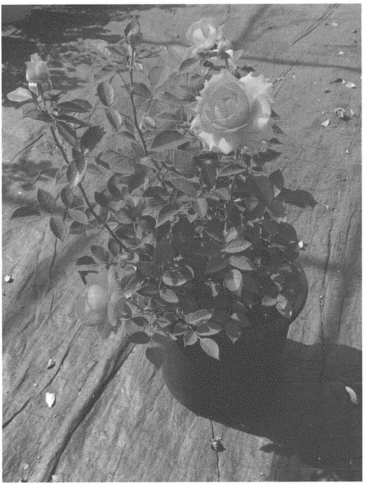 Figure 1 of US plant patent PP33406, the photograph of KORcarmsis printed in the patent.