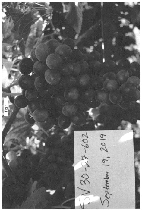Figure 1 of US plant patent PP33407, the photograph of SV30-27-602 printed in the patent.