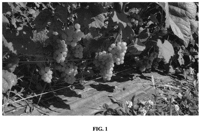 Figure 1 of US plant patent PP33408, the photograph of Juneaudor précoce printed in the patent.