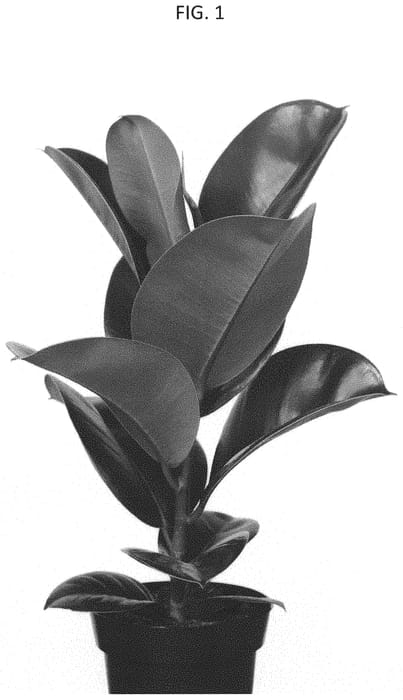 Figure 1 of US plant patent PP33409, the photograph of ESFIDECLO1 printed in the patent.