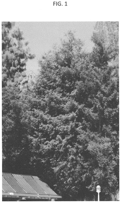 Figure 1 of US plant patent PP33410, the photograph of Green Gigantor printed in the patent.