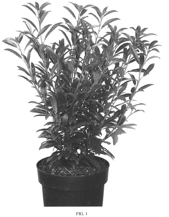 Figure 1 of US plant patent PP33411, the photograph of Zsófi printed in the patent.
