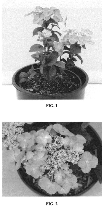 Figure 1 of US plant patent PP33412, the photograph of JPD01 printed in the patent.