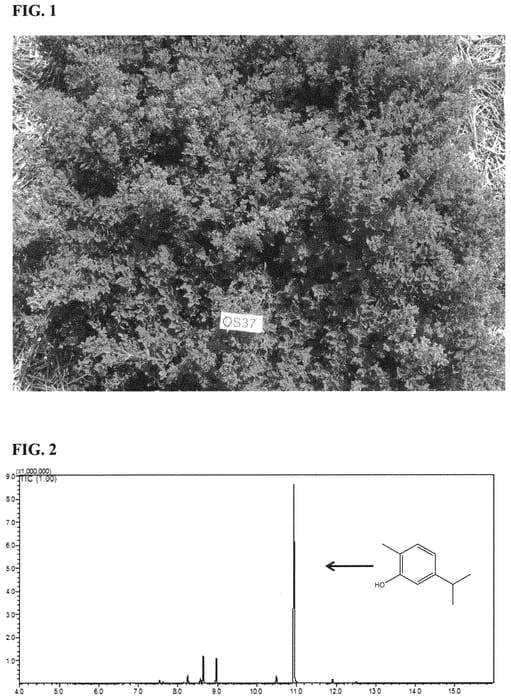 Figure 1 of US plant patent PP33413, the photograph of Eli printed in the patent.