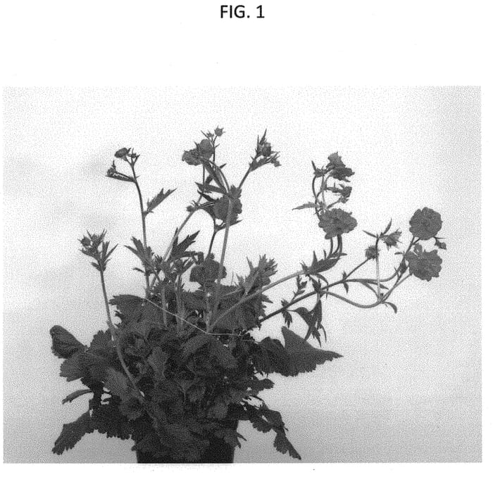 Figure 1 of US plant patent PP33414, the photograph of MACGEU004 printed in the patent.