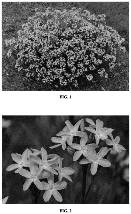Figure 1 of US plant patent PP33415, the photograph of Verdant Venture printed in the patent.