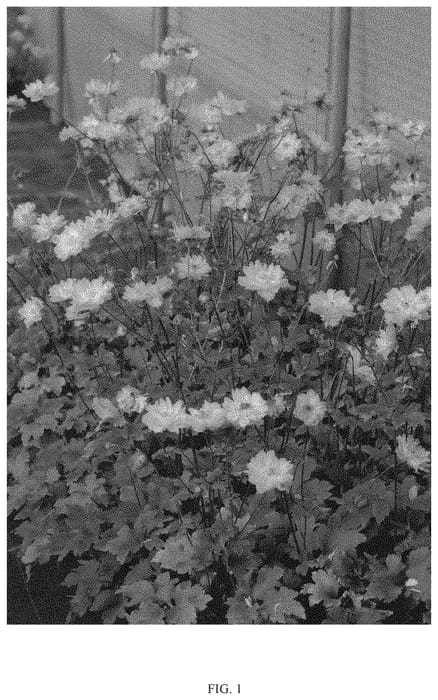 Figure 1 of US plant patent PP33416, the photograph of FP007 printed in the patent.