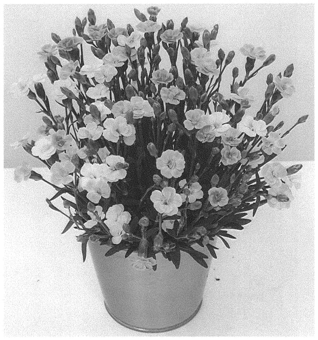 Figure 1 of US plant patent PP33417, the photograph of KLEDG20463 printed in the patent.