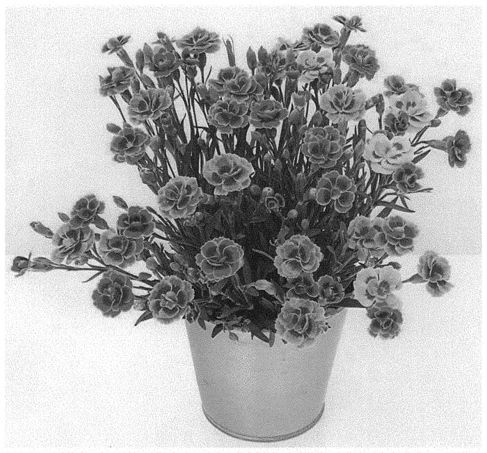 Figure 1 of US plant patent PP33418, the photograph of KLEDG20461 printed in the patent.