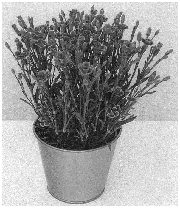 Figure 1 of US plant patent PP33419, the photograph of KLEDG20468 printed in the patent.