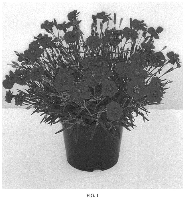Figure 1 of US plant patent PP33421, the photograph of WP20 PPA01 printed in the patent.