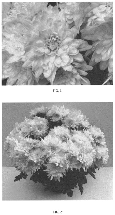 Figure 1 of US plant patent PP33422, the photograph of CIDZ0106 printed in the patent.