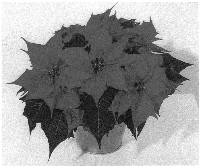 Figure 1 of US plant patent PP33423, the photograph of NPCW20049 printed in the patent.
