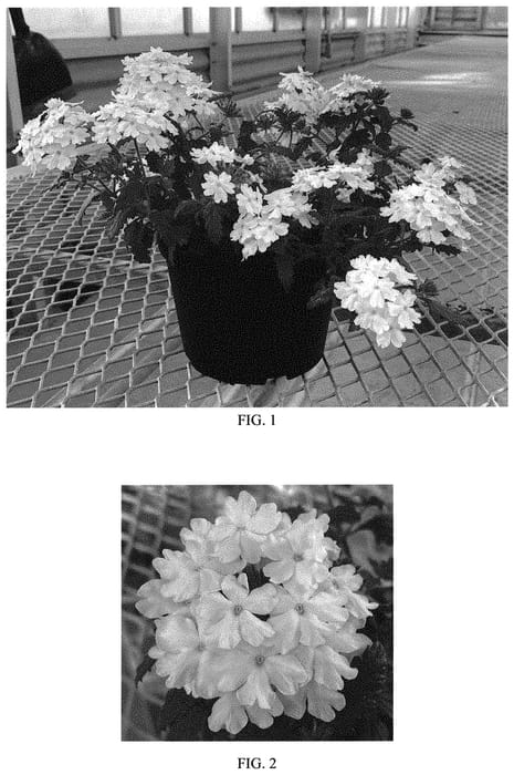 Figure 1 of US plant patent PP33424, the photograph of Balfireitim printed in the patent.