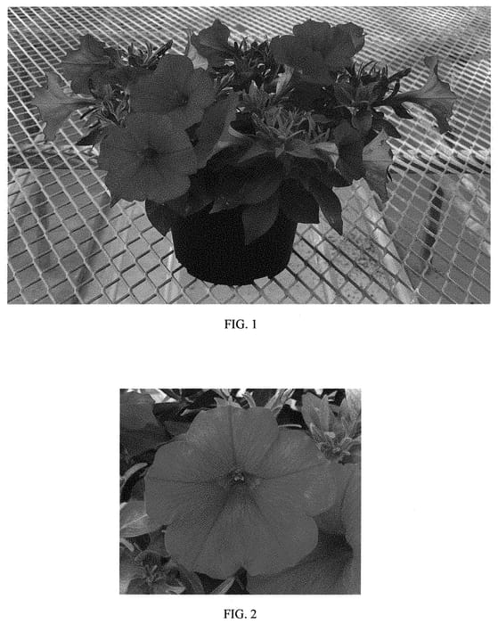 Figure 1 of US plant patent PP33425, the photograph of Balcanned printed in the patent.