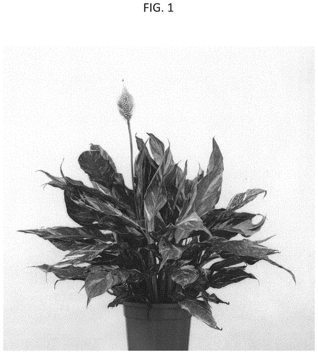 Figure 1 of US plant patent PP33426, the photograph of SP7018 printed in the patent.