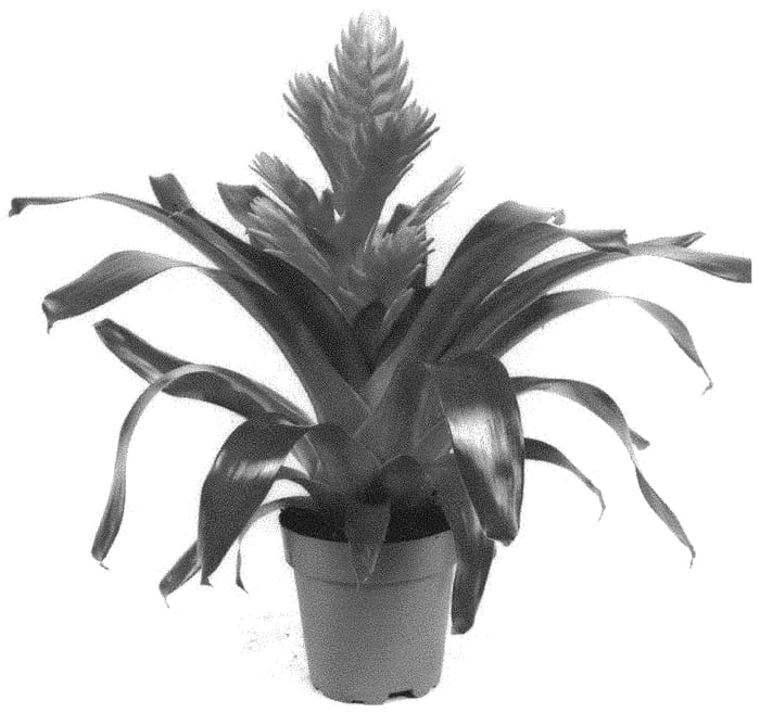 Figure 1 of US plant patent PP33427, the photograph of BUNVRIOR printed in the patent.