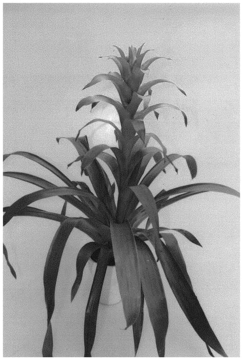Figure 1 of US plant patent PP33428, the photograph of BUNGUZOR printed in the patent.