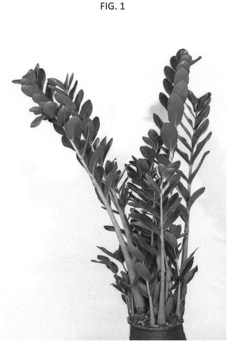 Figure 1 of US plant patent PP33429, the photograph of EDZAM1702 printed in the patent.