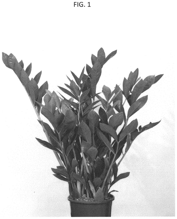 Figure 1 of US plant patent PP33430, the photograph of EDZAM1701 printed in the patent.
