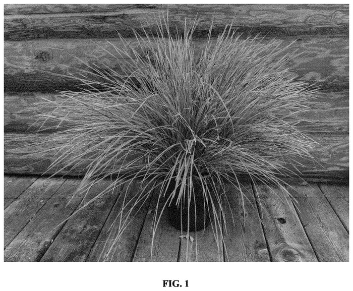 Figure 1 of US plant patent PP33431, the photograph of Arctic Frost printed in the patent.