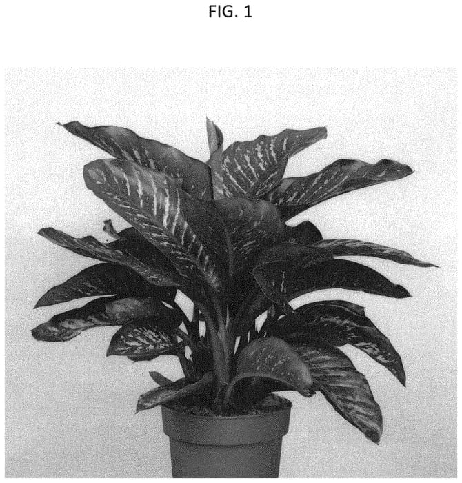 Figure 1 of US plant patent PP33432, the photograph of MAROBA 3 printed in the patent.