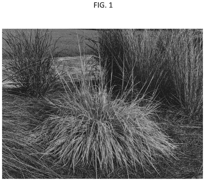 Figure 1 of US plant patent PP33433, the photograph of ECGSS printed in the patent.