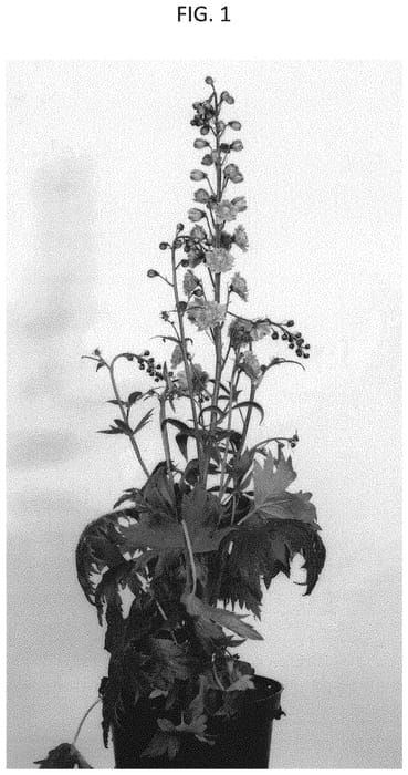 Figure 1 of US plant patent PP33434, the photograph of COADELPNK printed in the patent.