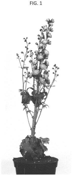 Figure 1 of US plant patent PP33435, the photograph of COADELBBL printed in the patent.