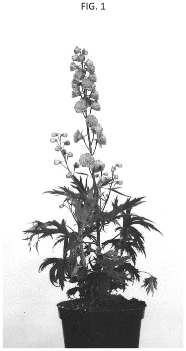 Figure 1 of US plant patent PP33436, the photograph of COADELCHMO printed in the patent.