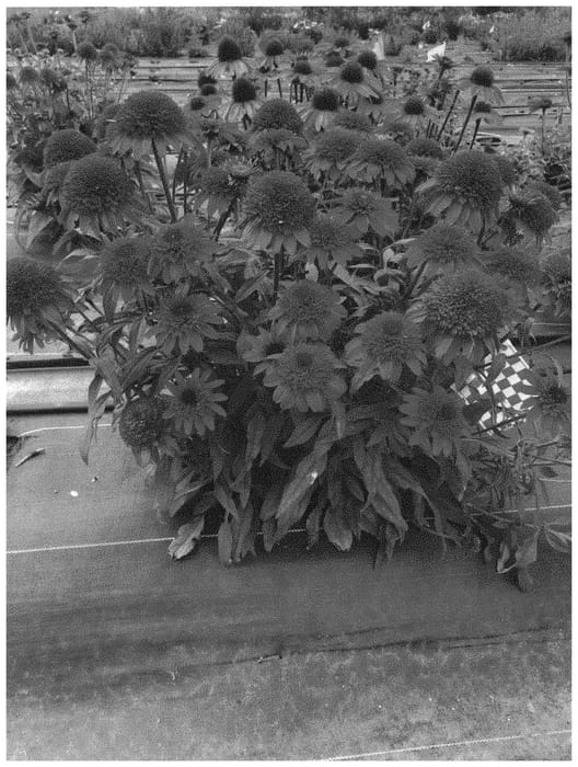 Figure 1 of US plant patent PP33437, the photograph of TNECHSDR printed in the patent.