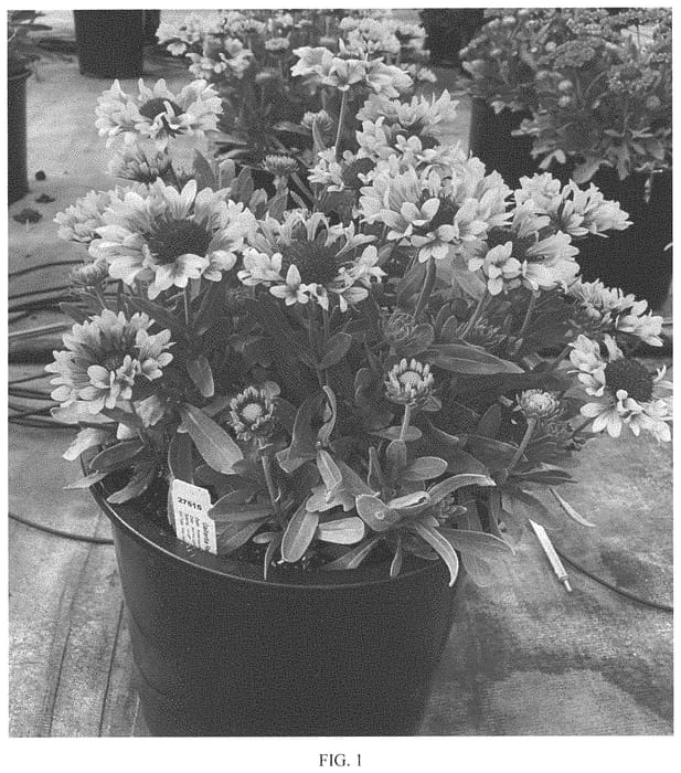 Figure 1 of US plant patent PP33438, the photograph of Fanfare Showtime printed in the patent.