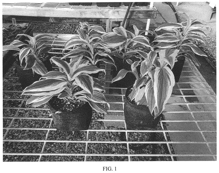 Figure 1 of US plant patent PP33439, the photograph of Kristen printed in the patent.