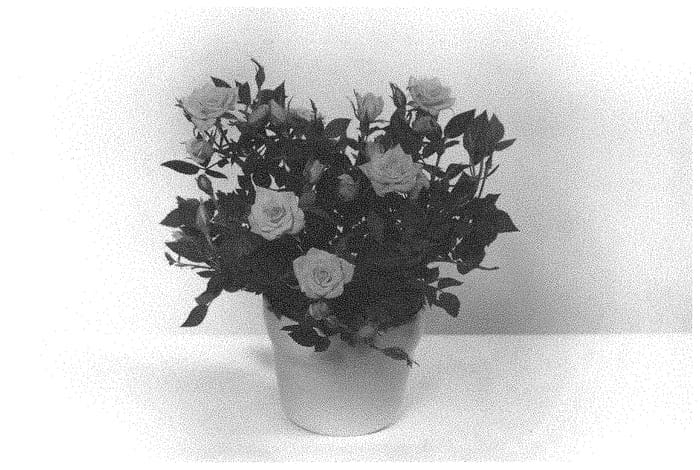 Figure 1 of US plant patent PP33440, the photograph of KORpot105 printed in the patent.