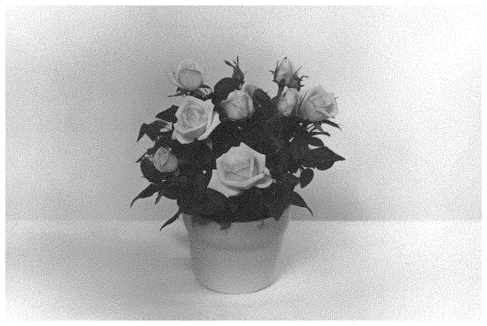Figure 1 of US plant patent PP33441, the photograph of KORpot104 printed in the patent.